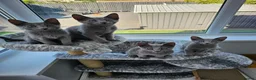 Russian Blue cats for sale: GCCF Registered Russian Blue Kittens - Advert 9