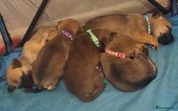 Mixed Breed dogs for sale: 2 boys 1 girl  - Image 1