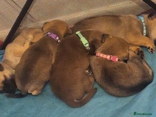 Mixed Breed dogs - Advert 13