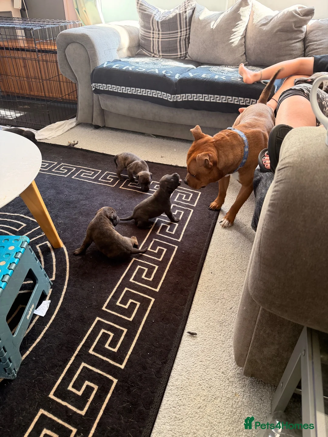 Staffordshire Bull Terrier dogs for sale: Beautiful litter of Staffy pups   - Advert 2