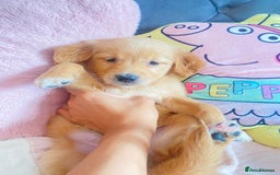 Golden Retriever dogs for sale: Beautiful KC golden pups ready to leave 🥰🥰🏡 - Image 6