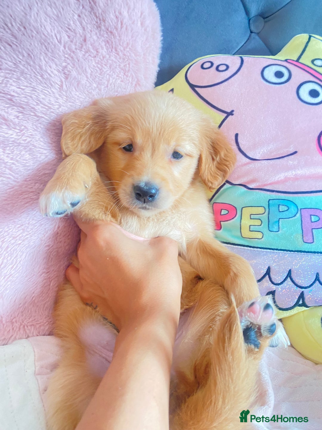 Golden Retriever dogs for sale: Beautiful KC golden pups ready to leave 🥰🥰🏡 - Image 6