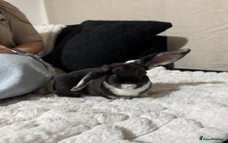 Mixed Breed rabbits for sale: 2 Bunnies with cage and all remaining supplies  - Image 2