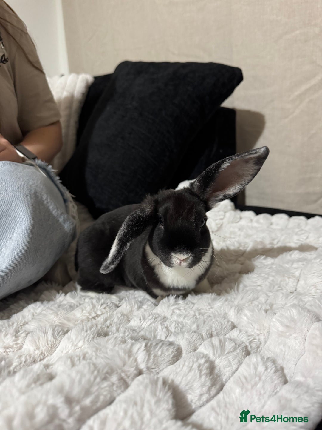 Mixed Breed rabbits for sale: 2 Bunnies with cage and all remaining supplies  - Image 2