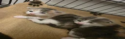 Mixed Breed cats for sale: 2 kittens for sale  - Advert 7