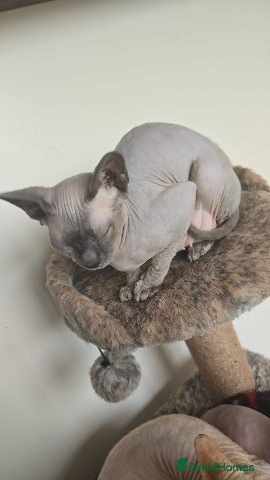 Sphynx cats for sale: 5 sphynx kittens for sale - Image 2