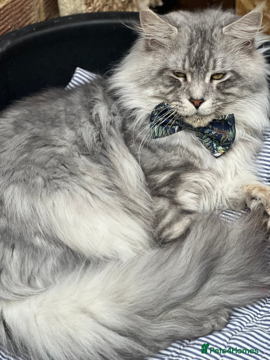 Maine Coon cats for sale: ❤️Maine Coon Girl❤️ - Advert 7