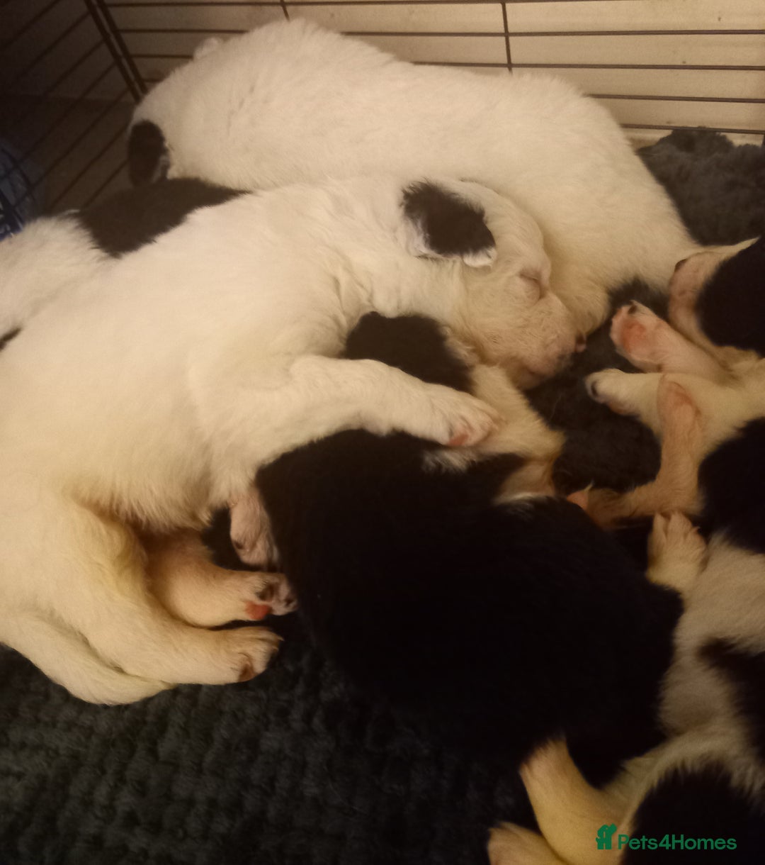 Border Collie dogs for sale: Border Collies for sale - Image 20
