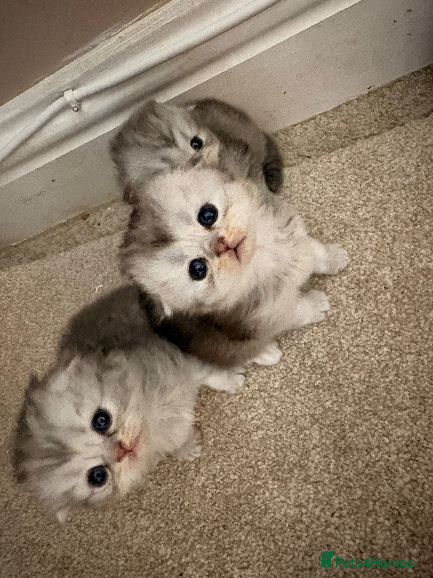 Scottish Fold cats 6 x Scottish fold kittens - pure bred  - Advert 14