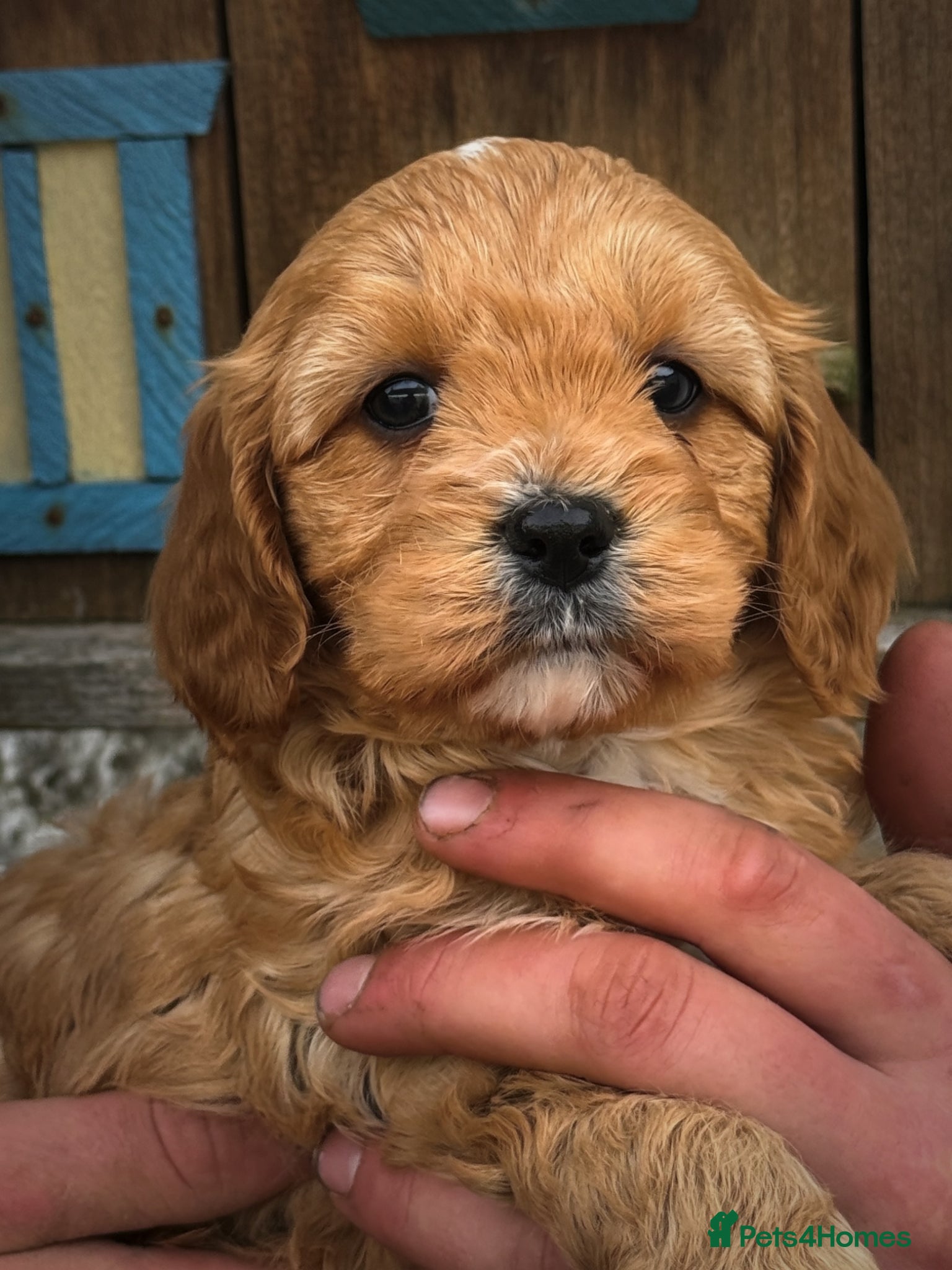Cavapoo dogs Stunning F1 Cavapoo pups  - Advert 1