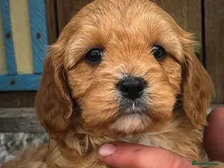 Cavapoo dogs Stunning F1 Cavapoo pups - Advert 1