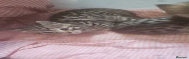 Bengal Kitten 3