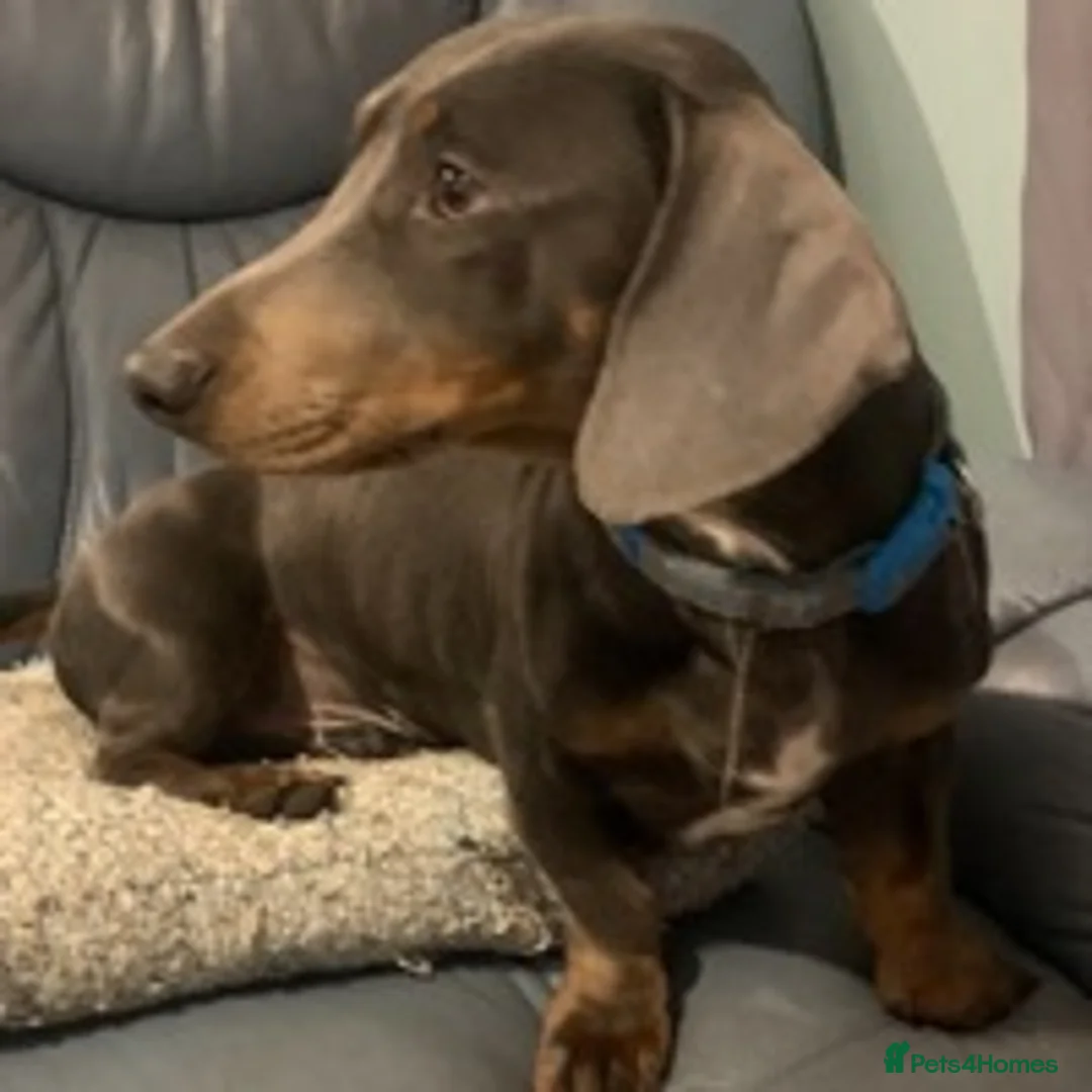 Dachshund dogs for stud: Blue Dachhund Proven Stud & Isabella cream stud, in Swansea - Advert 14