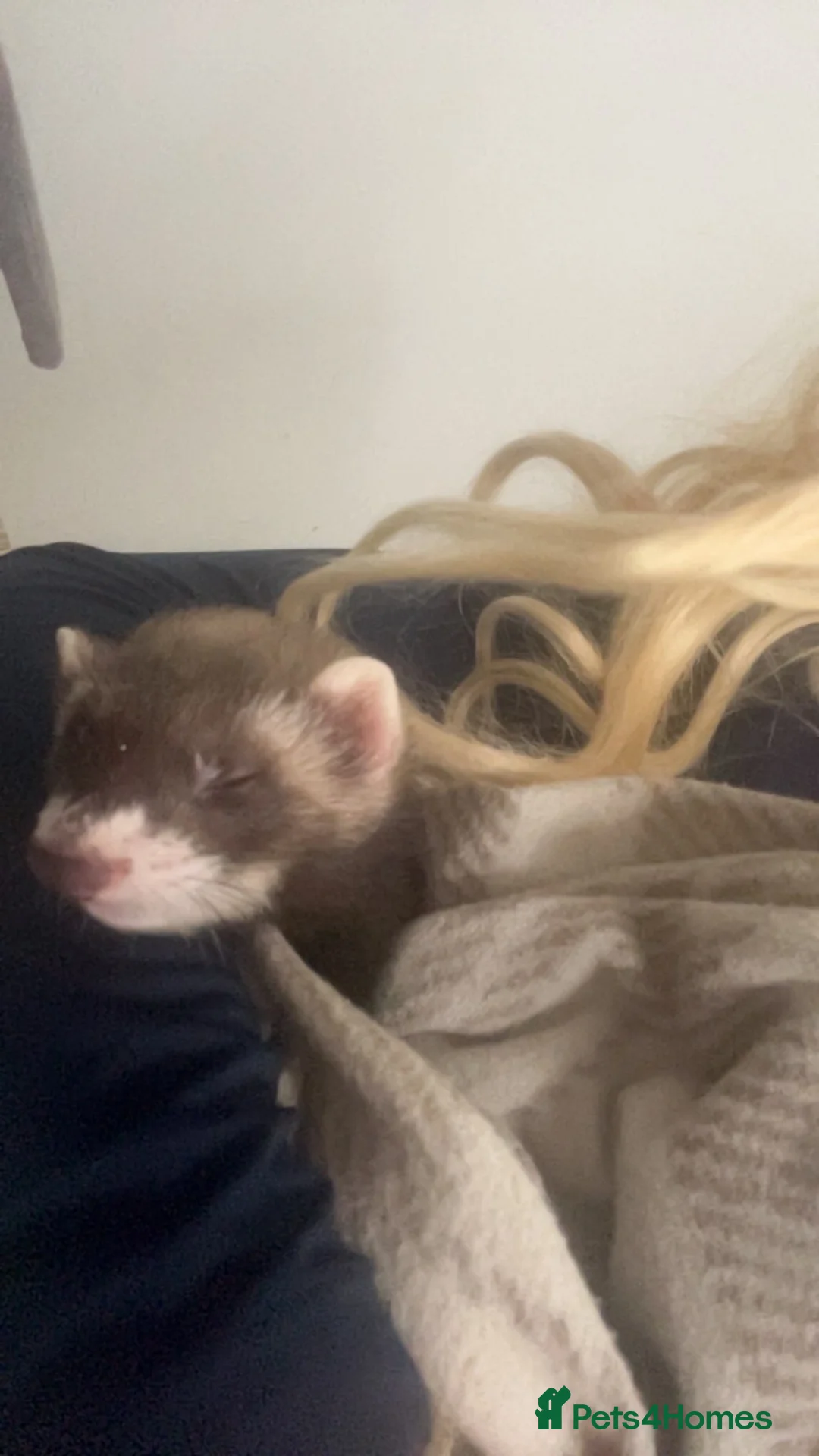 Ferret rodents for sale: two ferret hobs for sale - Advert 7