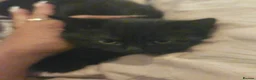 Mixed Breed cats for sale: 4 adorable kittens  - Advert 8