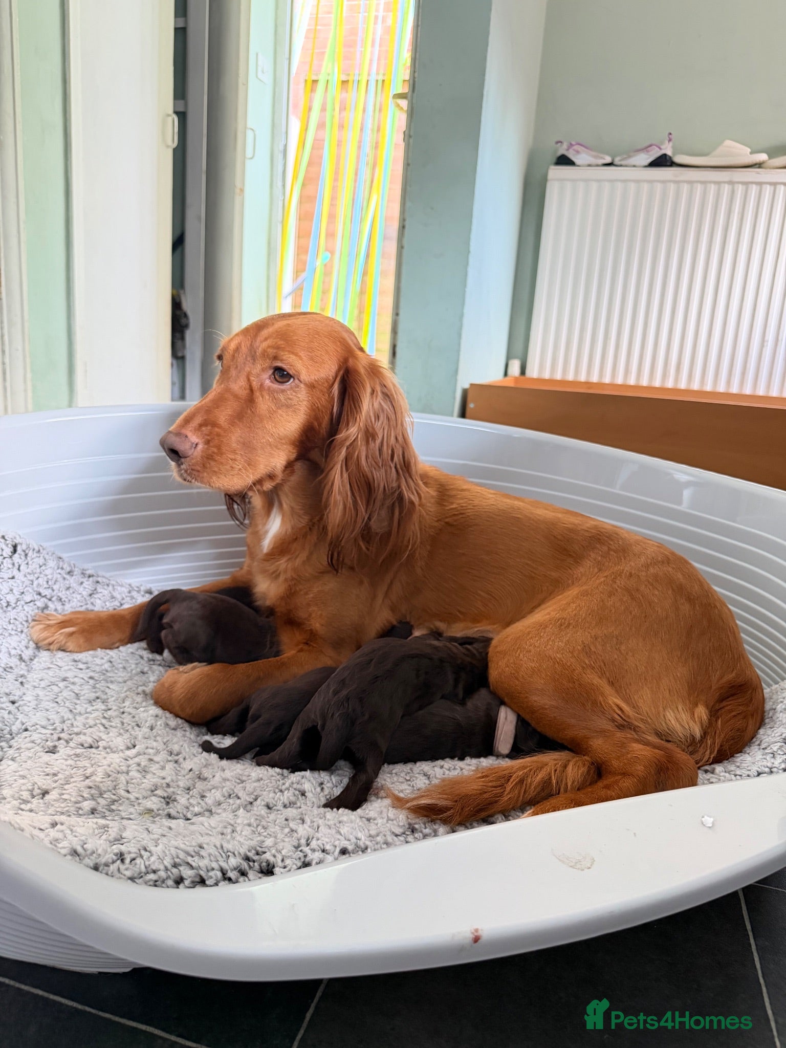 Sprocker dogs 10 cocker/sprocket spaniels available  - Advert 17