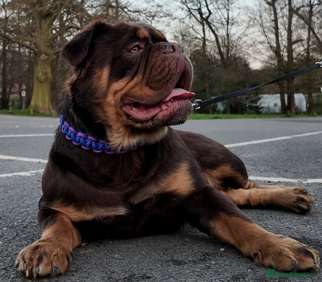 Old Tyme Bulldog dogs for sale: Fluffy Olde English Bulldogs – Ready Now 🏡 - Image 5