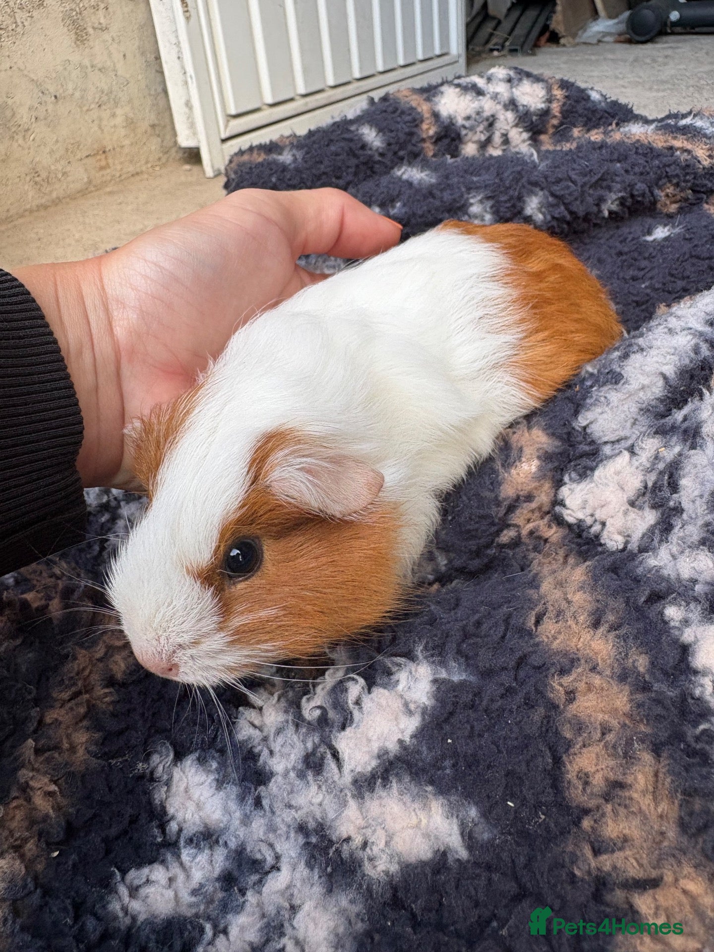 Guinea Pig rodents Baby guinea pigs, girls and boys - Advert 13