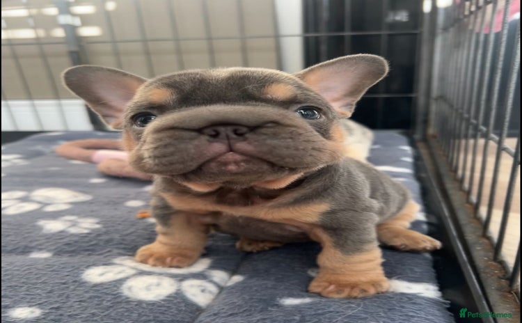 French Bulldog dogs - Advert 13