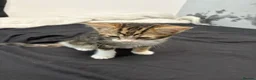 British Shorthair cats for sale: Kittens ready to leave now - Advert 8