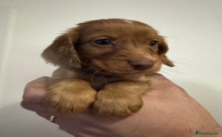 Cocker Spaniel dogs - Advert 3