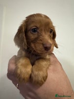 Cocker Spaniel dogs - Advert 1