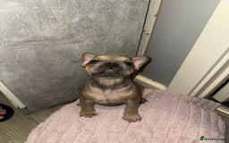 French Bulldog dogs for sale: Frenchie pups for sale  - Image 7
