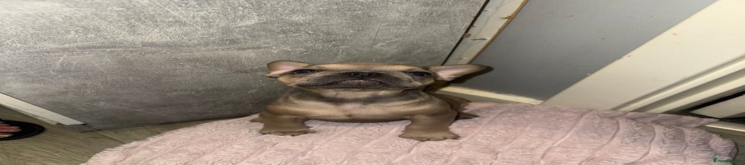 French Bulldog Puppy 4