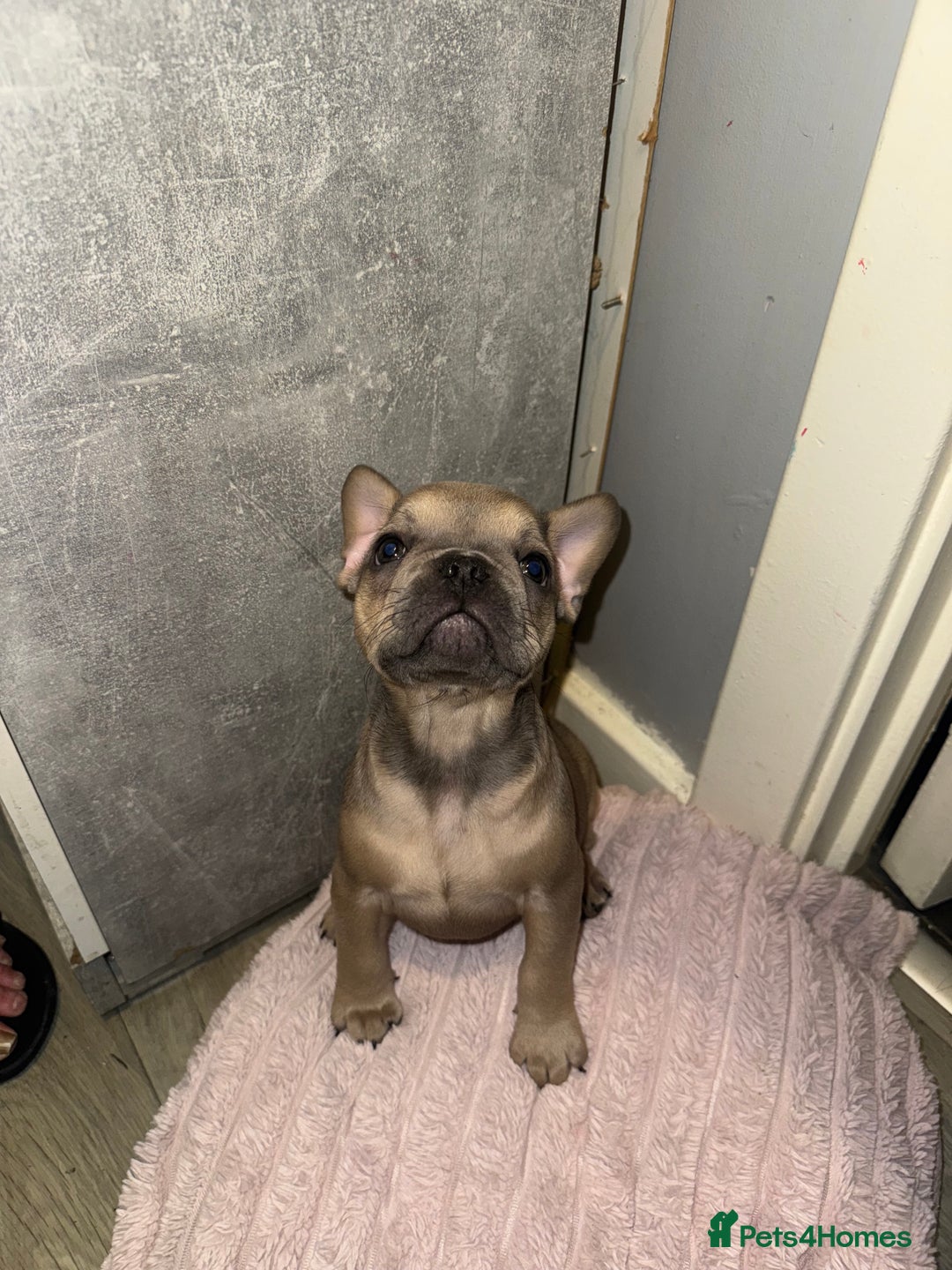 French Bulldog dogs for sale: Frenchie pups for sale  - Image 7