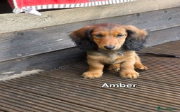 Dachshund dogs for sale: Red long-haired standard dachshund puppies - Image 31