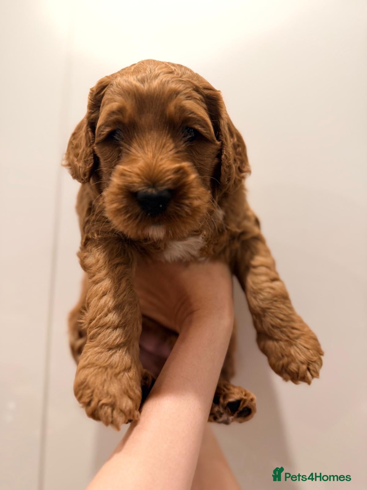 Mixed Breed dogs Two Beautiful Double Doodle Puppies – Boy & Girl - Advert 2