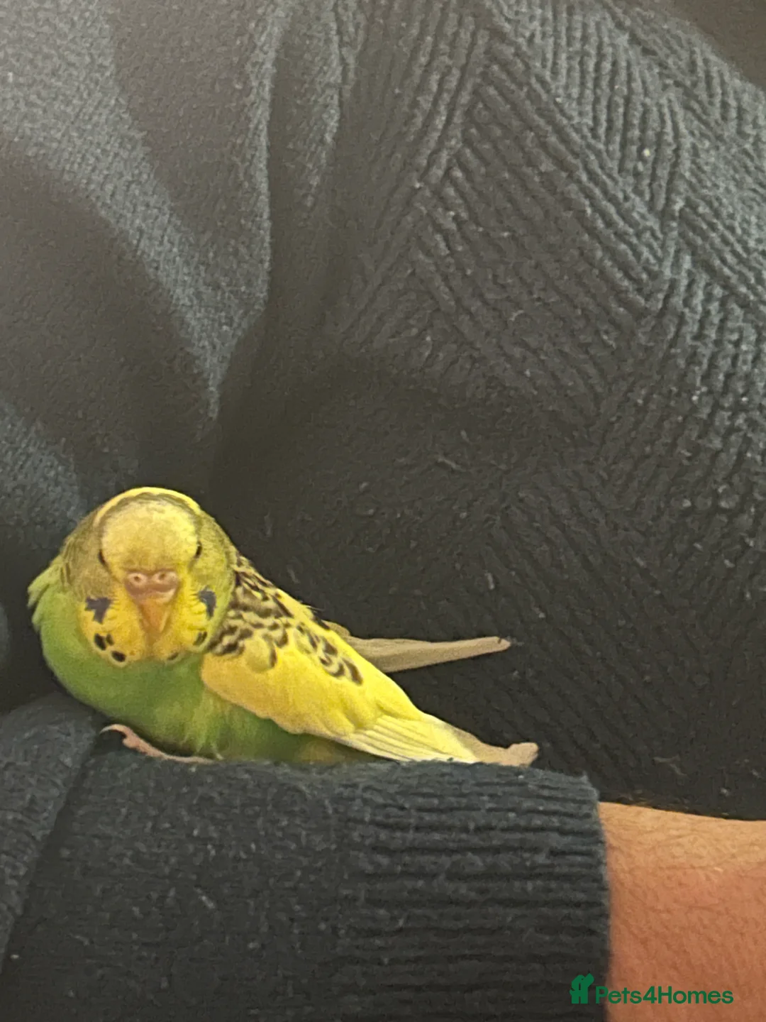 Budgerigars birds for sale: Exhibition BUDGIES - BEAUTIFUL!   - Advert 6