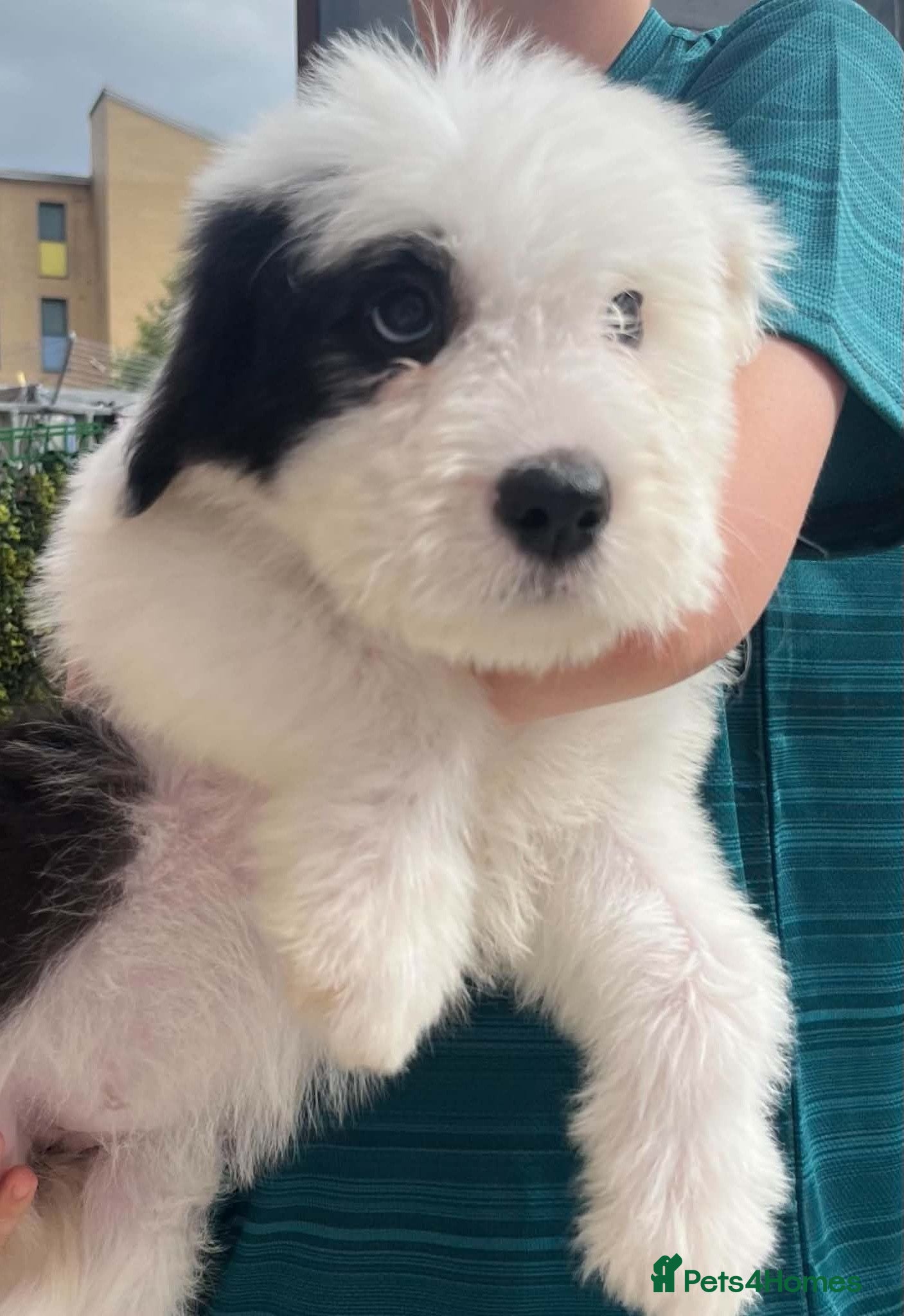 Saint Bernard dogs St Bernard x old English puppies  - Advert 5