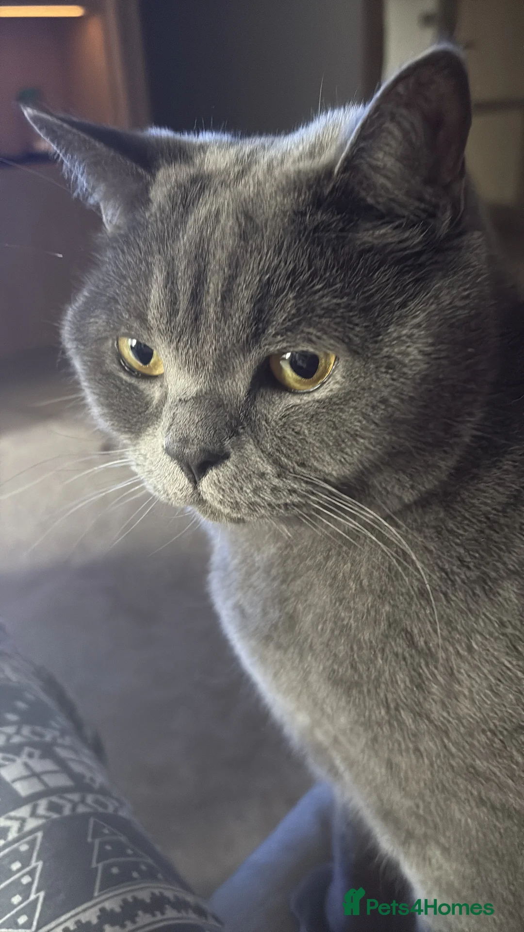British Shorthair cats for sale: British Shorthair Male - Advert 2