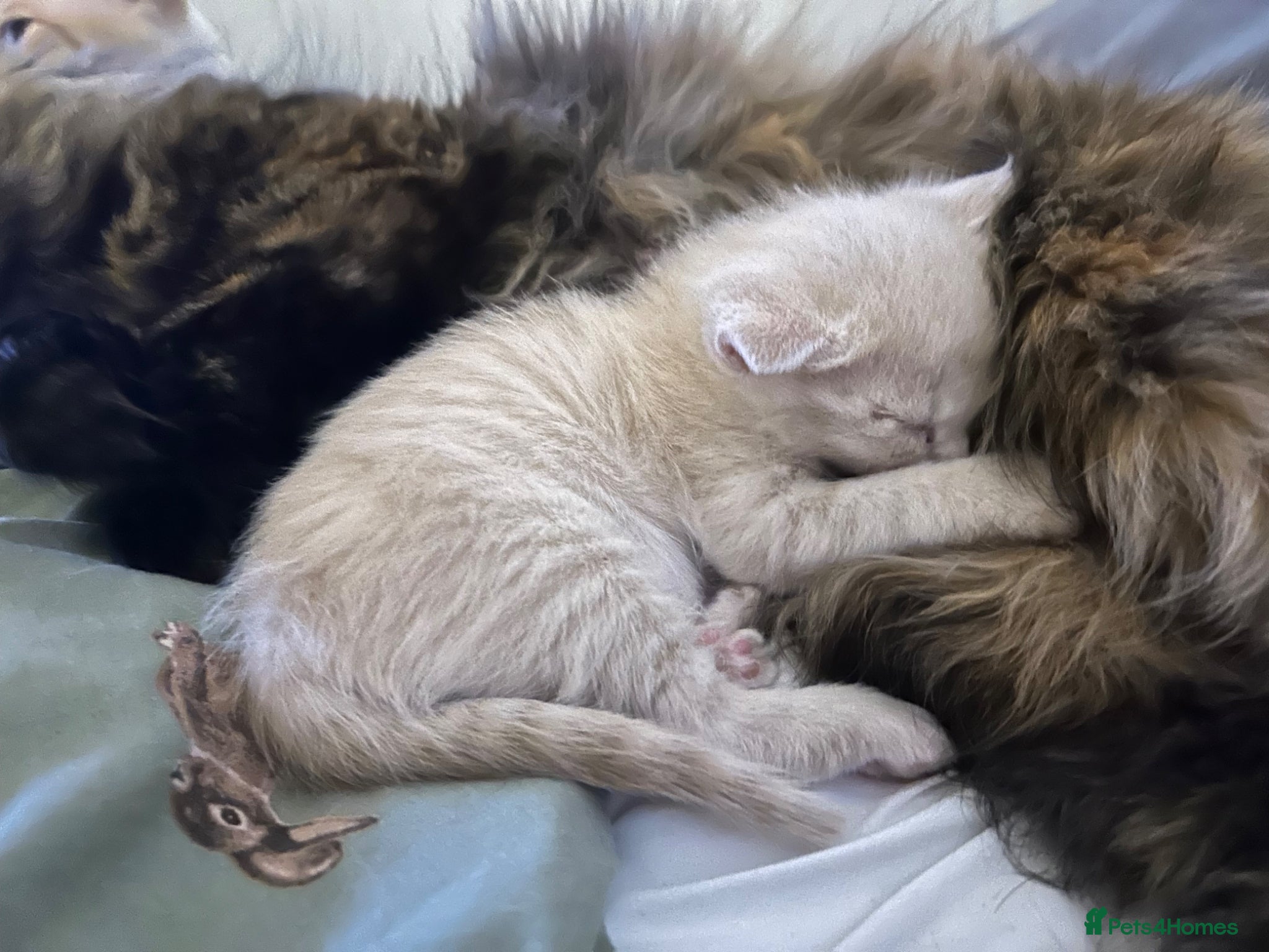 Persian cats Persian x Siamese kitten - Advert 10