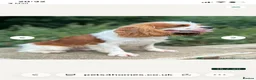 Cockalier dogs for sale: Cockalier Puppy in Twickenham - Advert 3