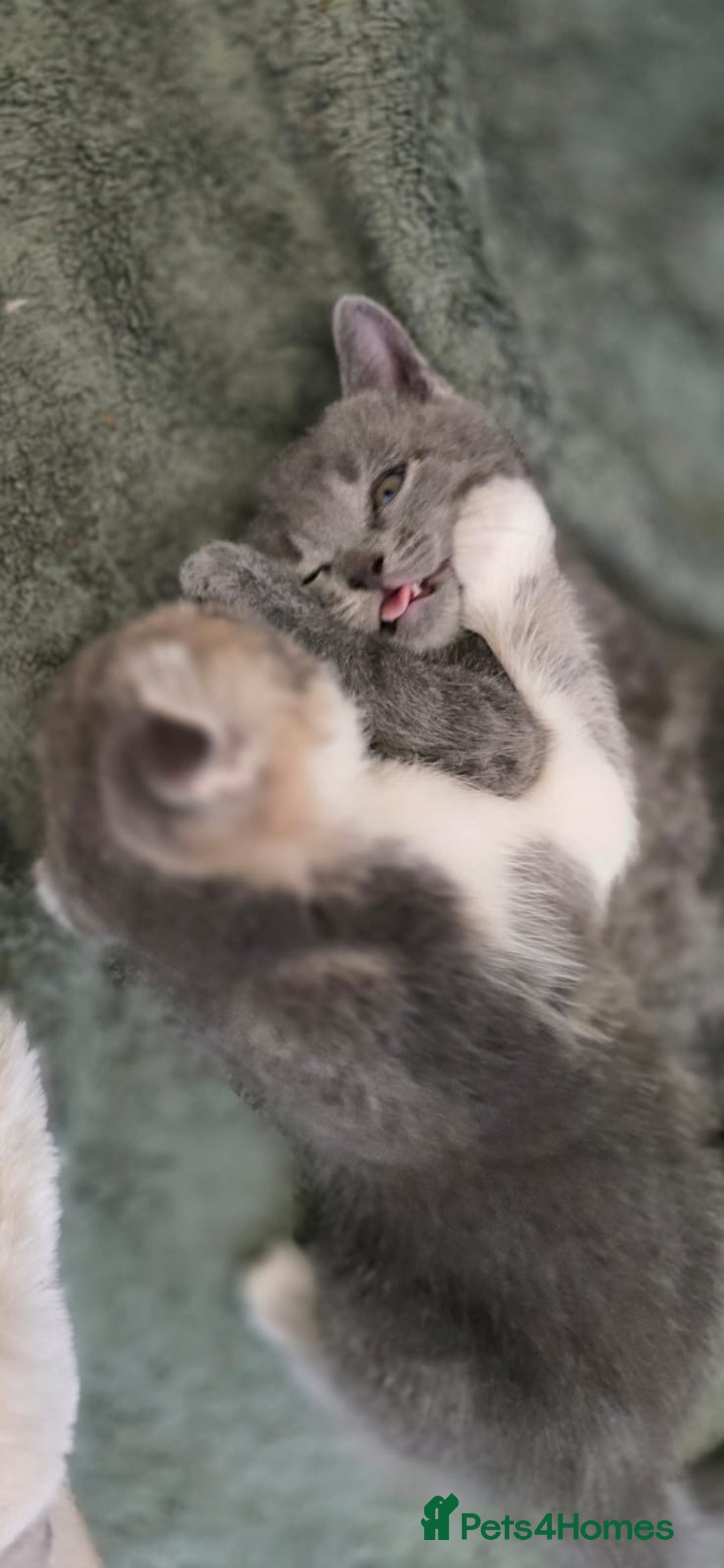 Scottish Fold cats for sale: Charming Scottish Fold Kitten – Born 7th July  - Image 5