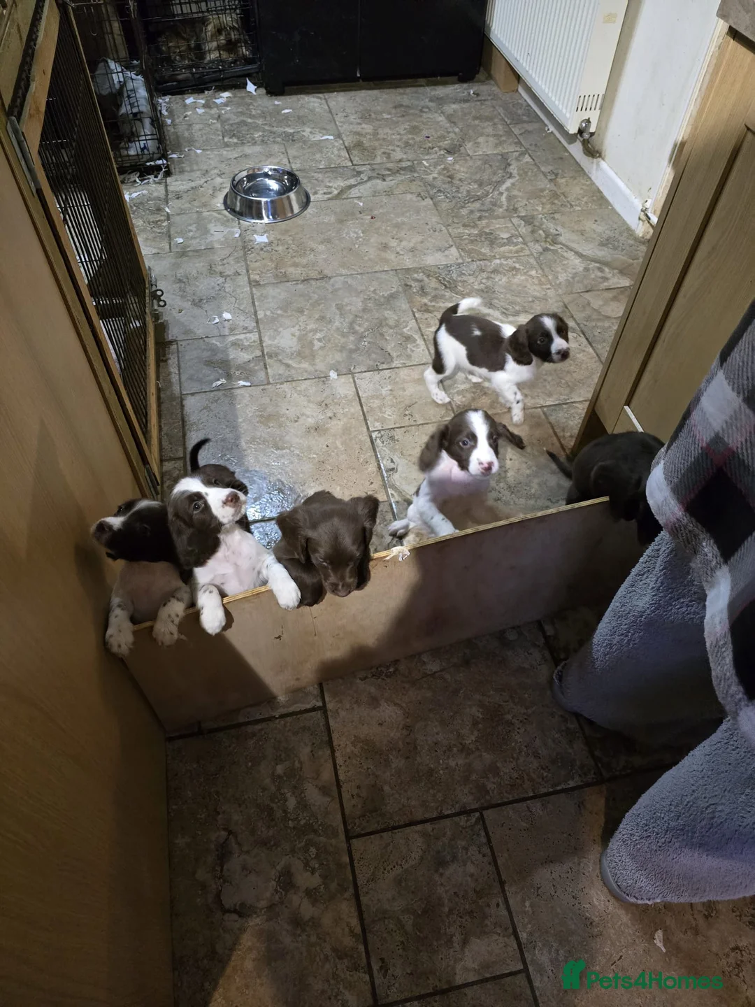 Sprocker dogs for sale: 7 stunning sprocker pups LAST 3 BOYS - Advert 2