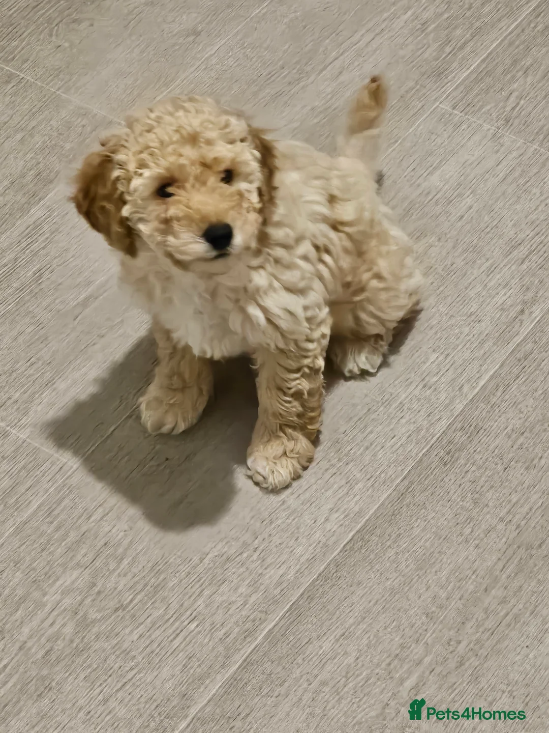 Toy Poodle dogs for sale: Now Ready for their forever loving home - Advert 3