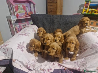 Cocker Spaniel dogs Show Type Cocker Spaniel Puppies - Advert 1