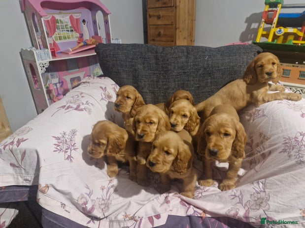 Cocker Spaniel dogs Show Type Cocker Spaniel Puppies - Advert 1