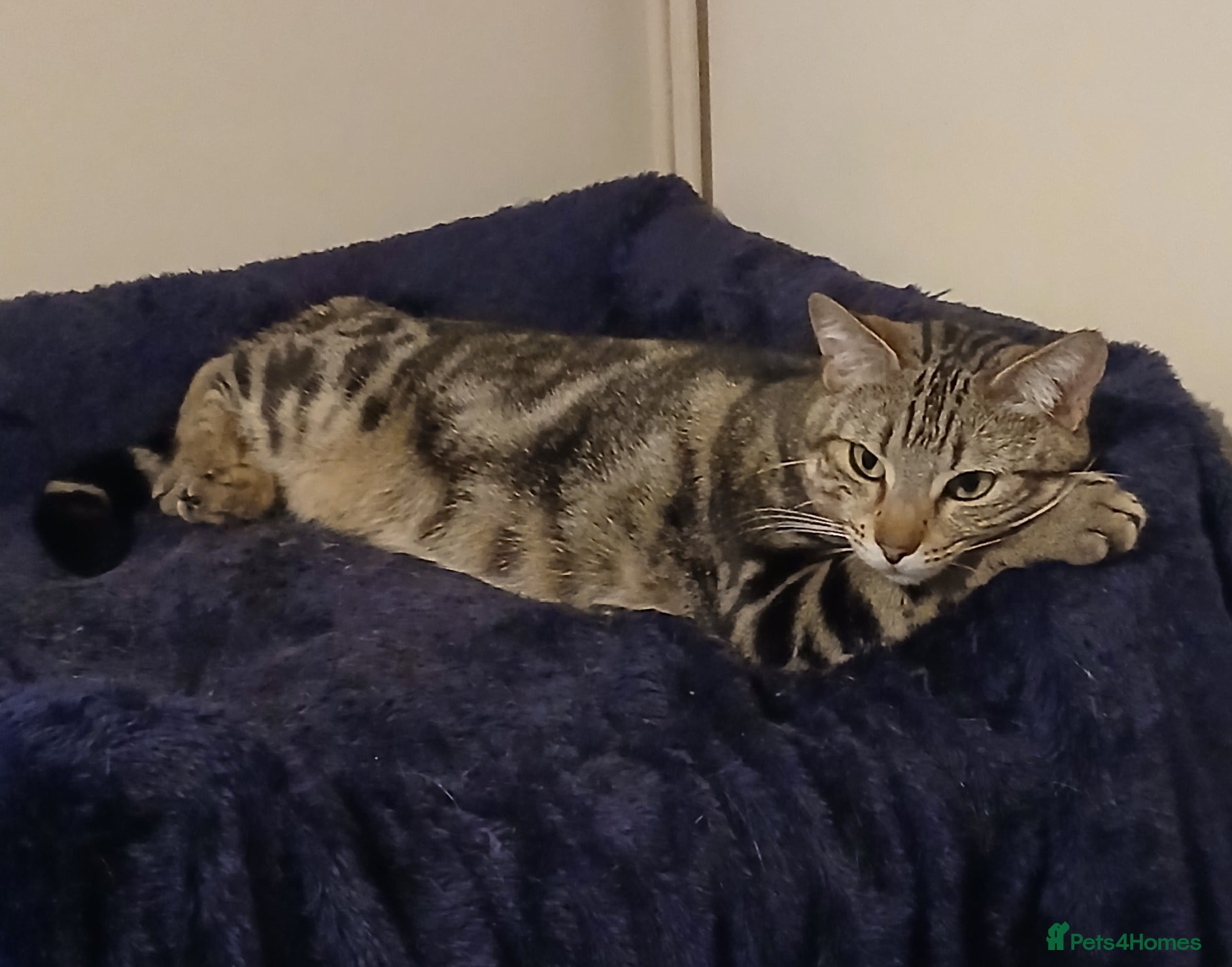Bengal cats Lovely 2 Year Old Female Bengal Cat - Advert 1