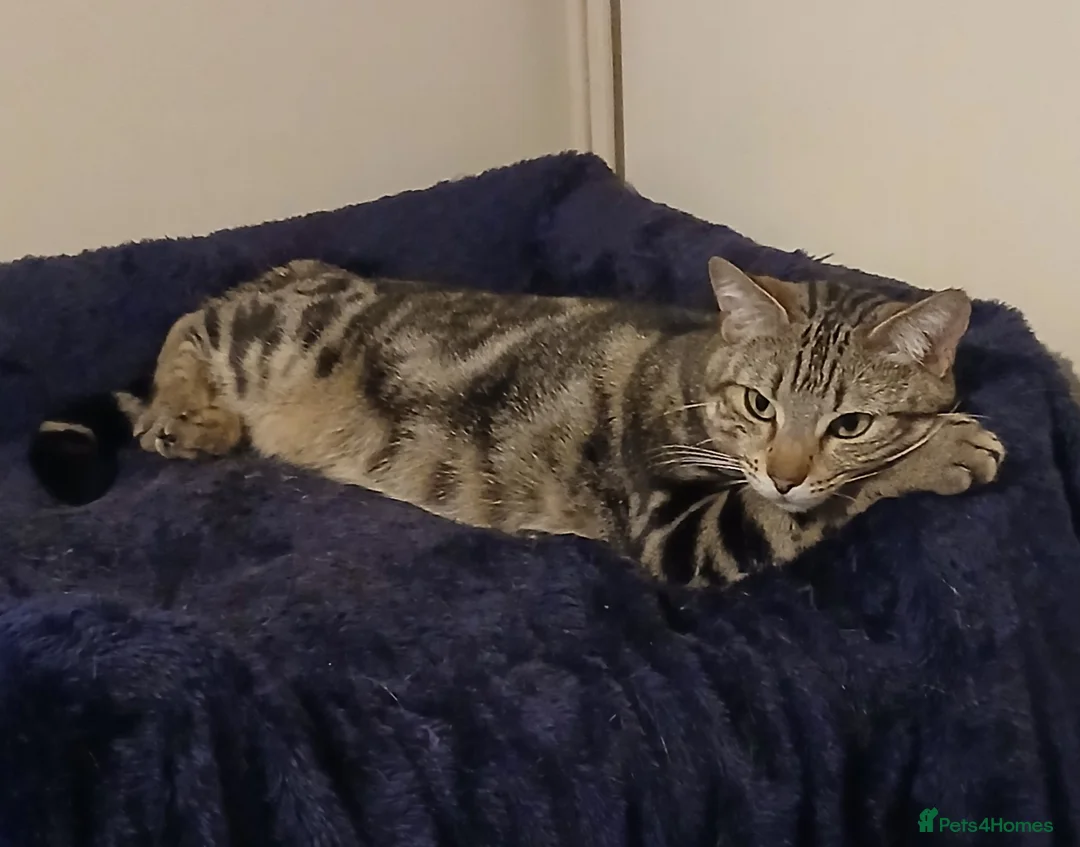 Bengal cats for sale: Lovely 2 Year Old Female Bengal Cat - Advert 1