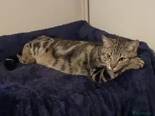 Bengal cats Lovely 2 Year Old Female Bengal Cat - Advert 1