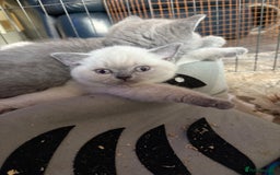 British Shorthair cats for sale: GCCF British Shorthair Kittens  in Alloa - Image 15