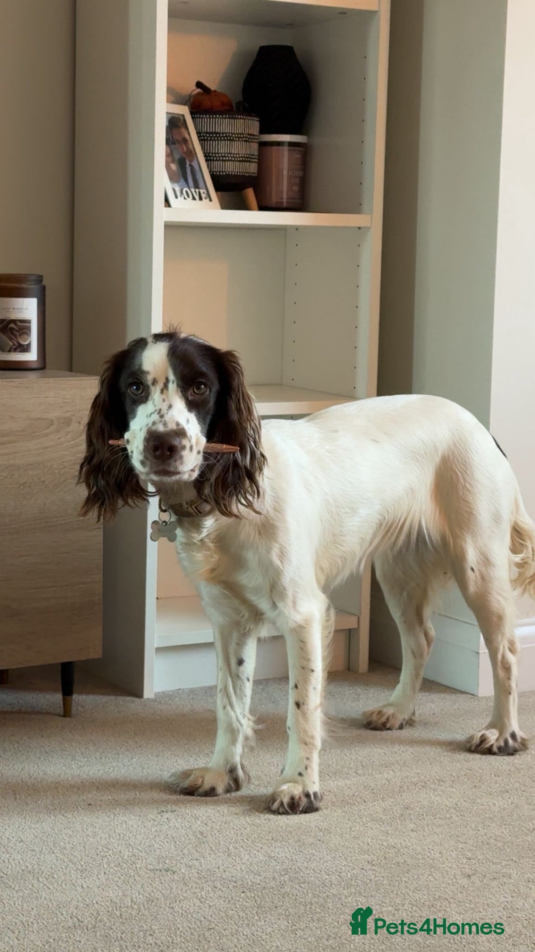 Sprocker dogs for adoption: 💖🐶 NOVA 🐶💖 - Advert 10