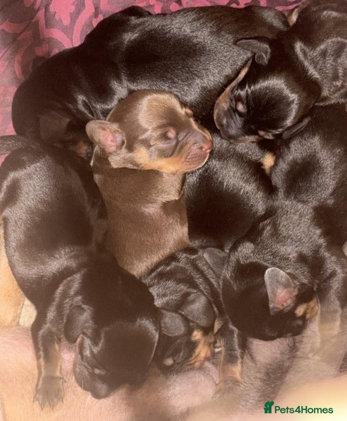 Dachshund dogs Sweet Dachshunds Ready to Share Their Love - Advert 2