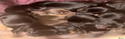 Dachshund dogs for sale: Sweet Dachshunds Ready to Share Their Love in Huddersfield - Advert 1
