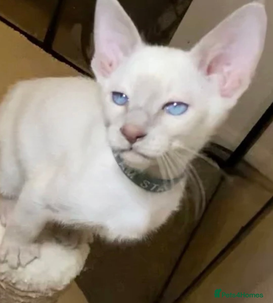 Siamese cats for sale: oriental siamese male - Advert 10