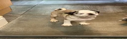 Pug dogs for sale: Amazing pug puppy’s  - Advert 12